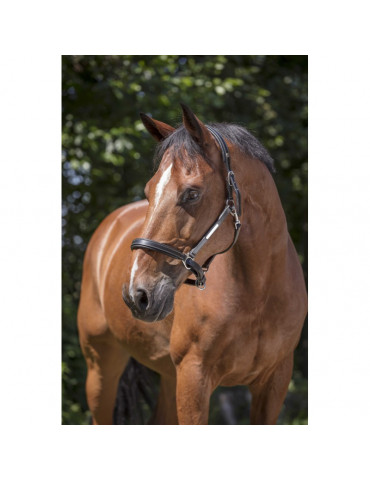 Licol cuir Norton PRO marron FULL