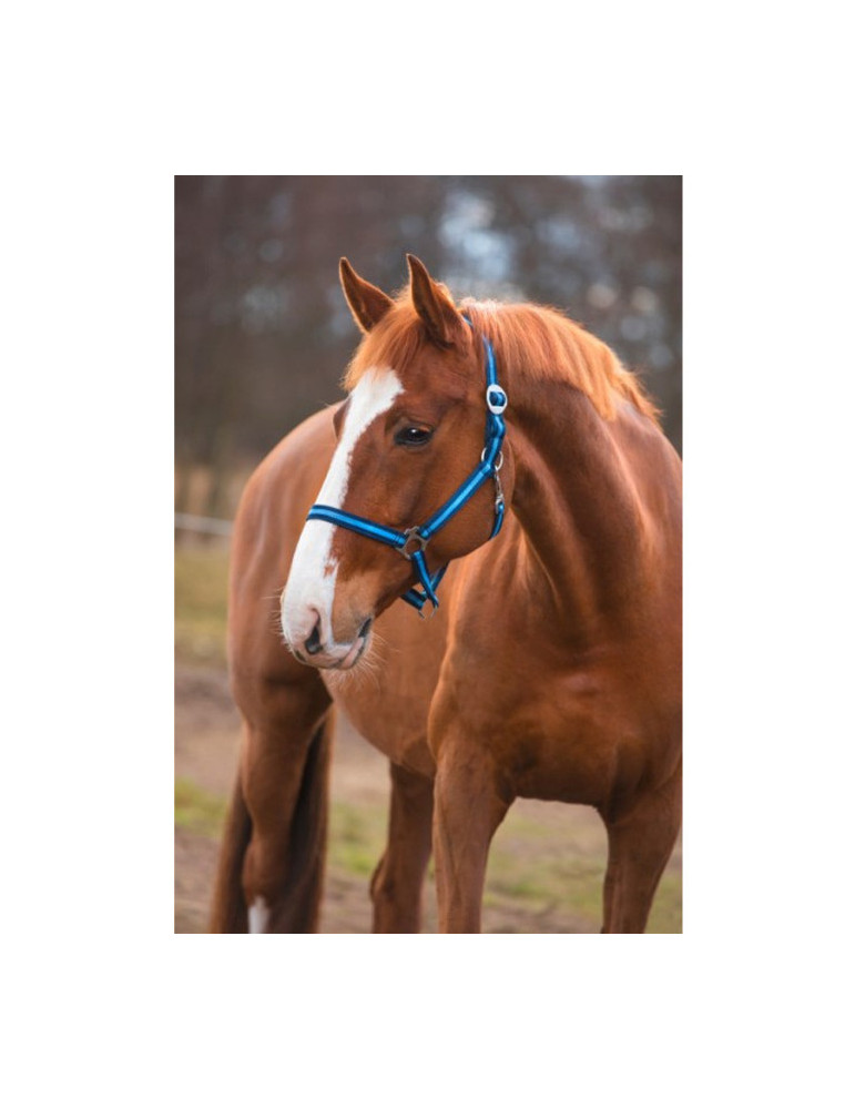 Licol Kerbl, taille Poney