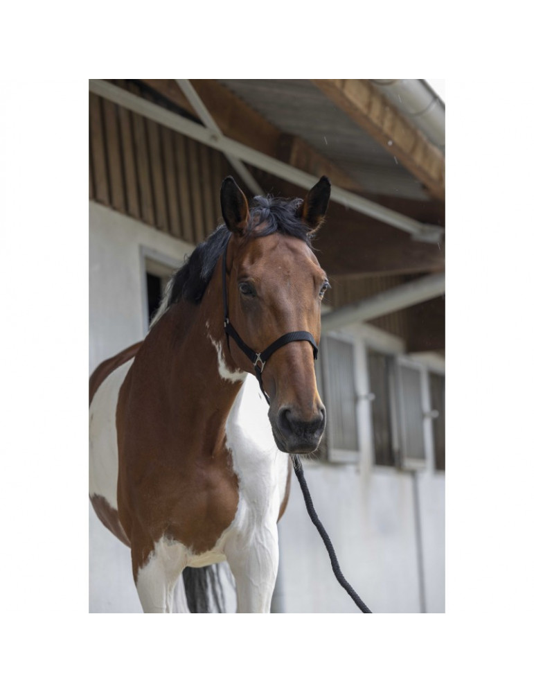 Licol + longe Riding World noir, taille Full