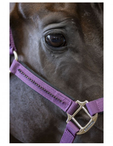 Licol + Longe amour Figue Poney 2