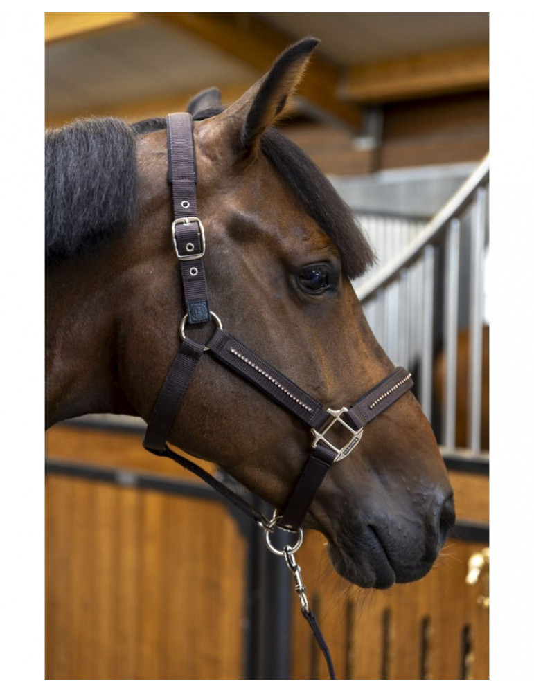 Licol + longe Harcour Amour cacao, taille Cob