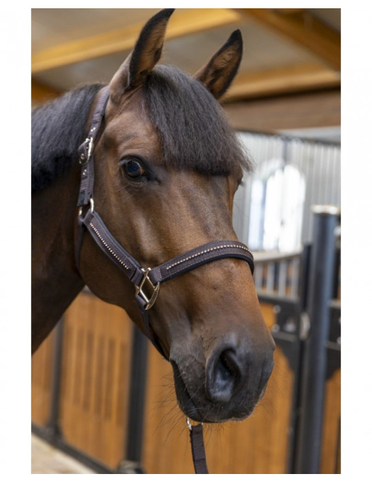 Licol + longe Harcour Amour cacao, taille Cob
