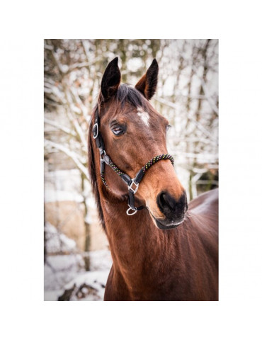 Licol NeonFlash noir PONEY 2