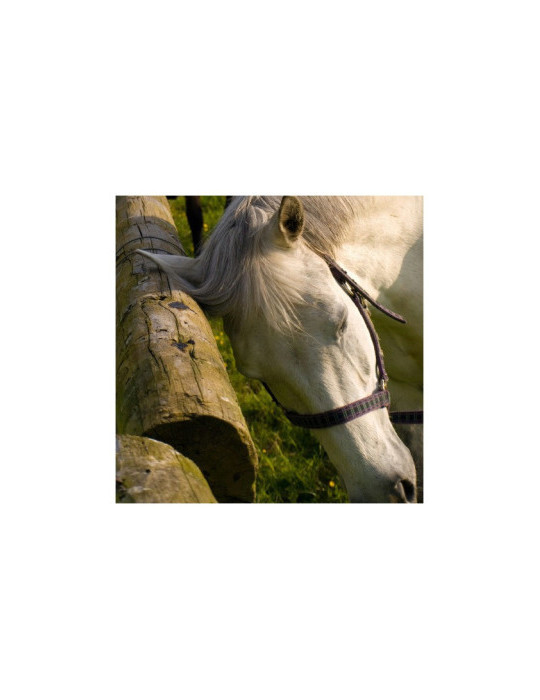 Derfly 250 ml Animaderm – Répulsif anti-insectes longue durée pour chevaux