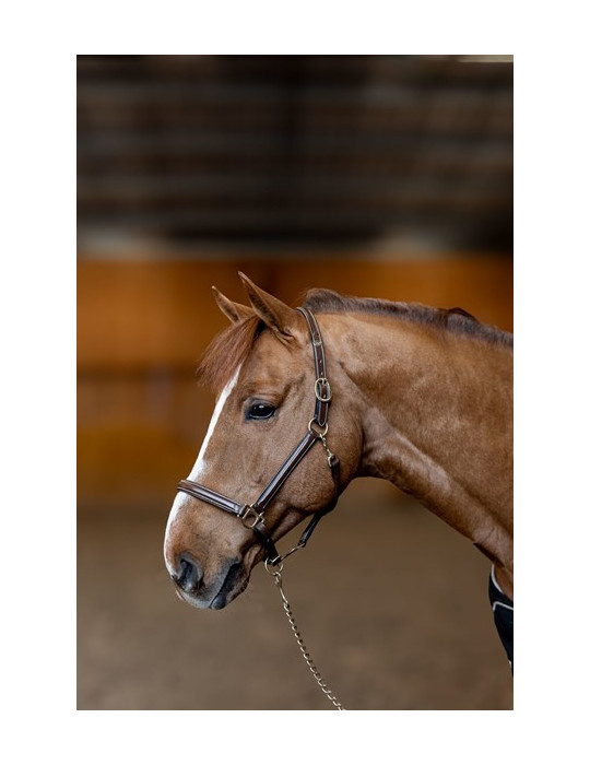 Licol cuir "Little Groom" Brun Cob