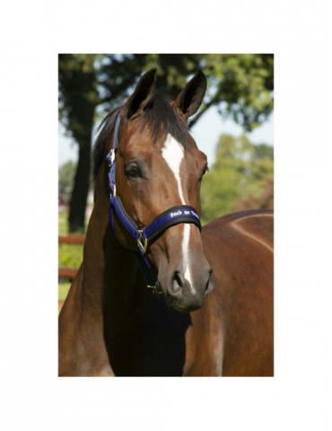 licol back on track bleu taille cheval 2