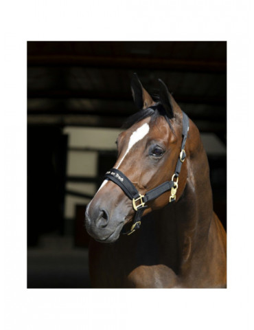 Licol back on track taille COB 2