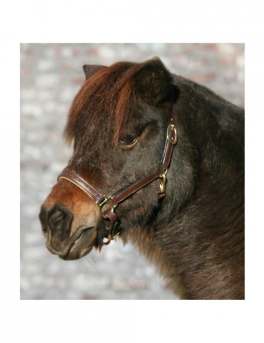 Licol en cuir STAR DIAMOND  marron/or SHETLAND