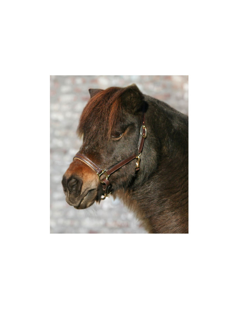 Licol en cuir STAR DIAMOND  marron/or SHETLAND