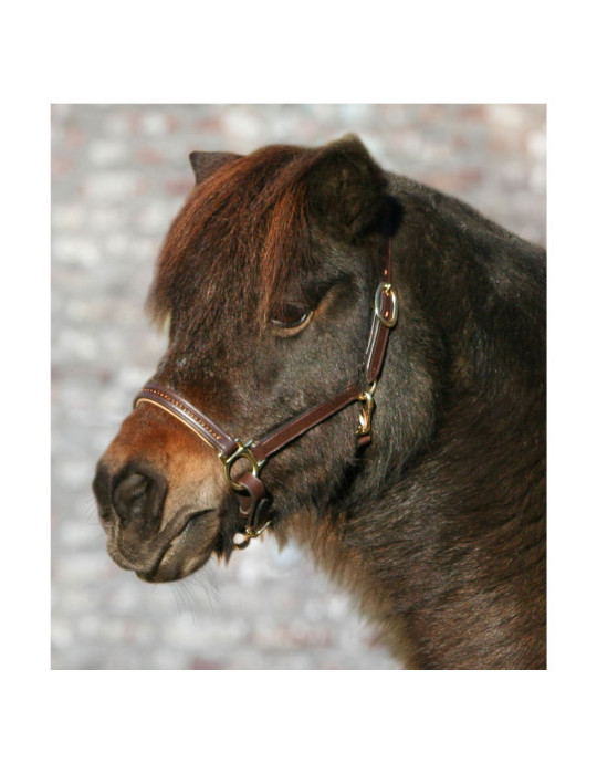 Licol en cuir STAR DIAMOND  marron/or SHETLAND