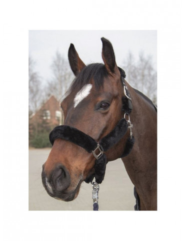 Licol mouton TEDDY noir taille PONEY 2