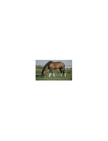 Guêtres anti mouches EQUITHEME FULL