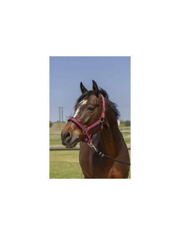 Licol 4 Lines Norton Shetland Bordeaux