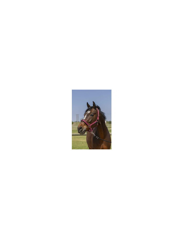 Licol 4 Lines Norton Shetland Bordeaux