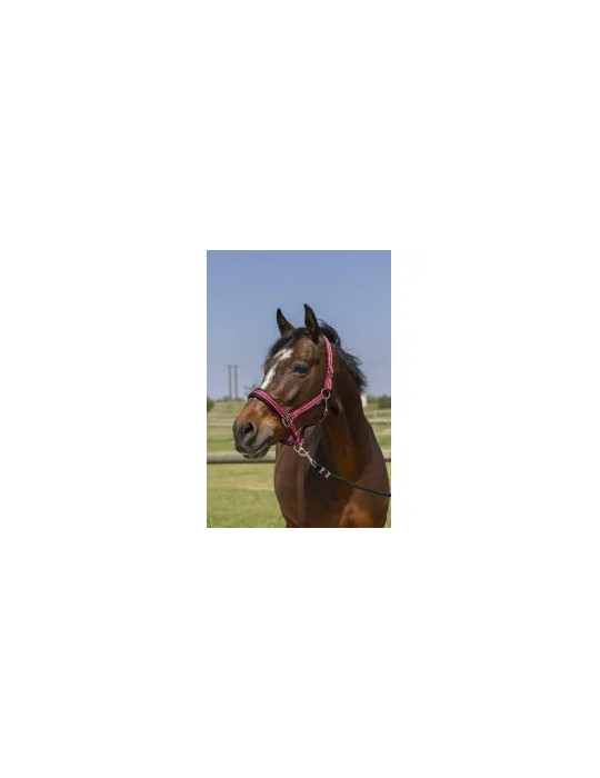 Licol 4 Lines Norton Shetland Bordeaux