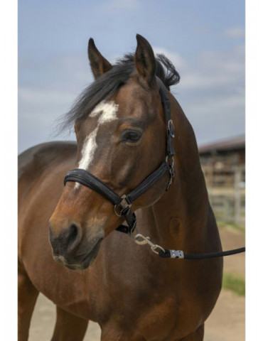 Licol Equi-Thème Strass noir, taille Poney