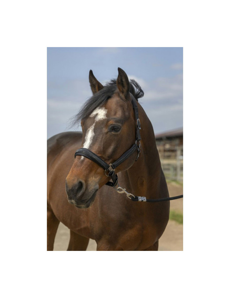 Licol Noir Equithème Strass poney