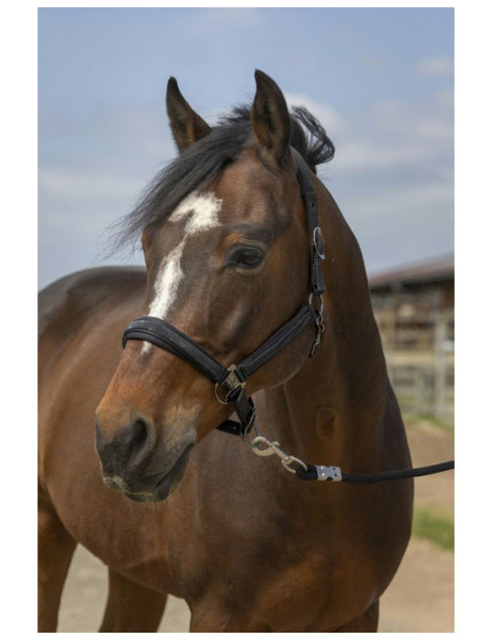 Licol Noir Equithème Strass poney