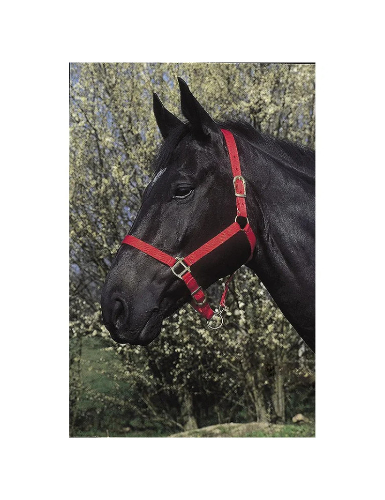 Licol Riding World Rouge FS