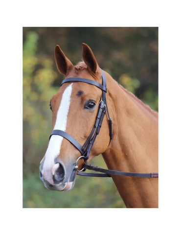 Filet Shires Gara havane, taille Full