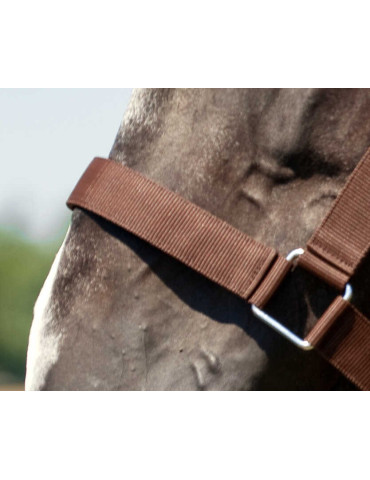 Licol Norton brun, taille cheval de trait 2