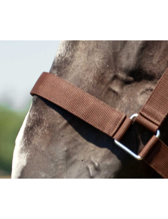Licol Norton brun, taille cheval de trait