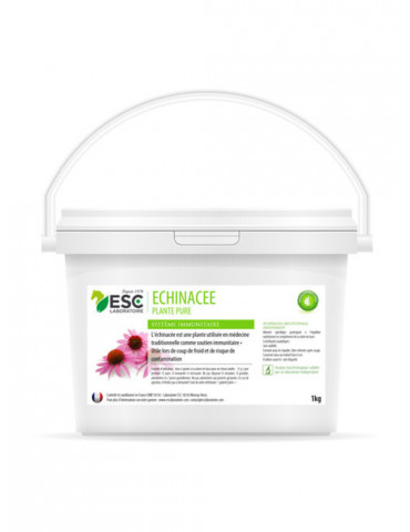 échinacée