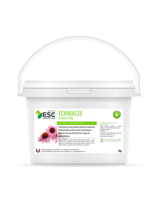 échinacée