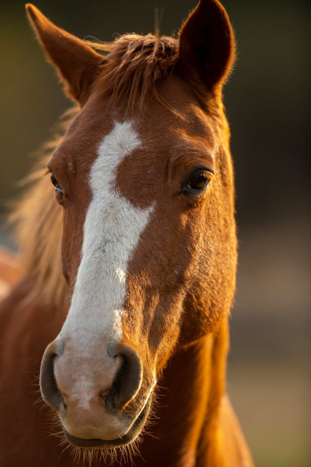 Portrait d'un cheval alezan en lumière du soir